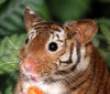 tigerhamster0